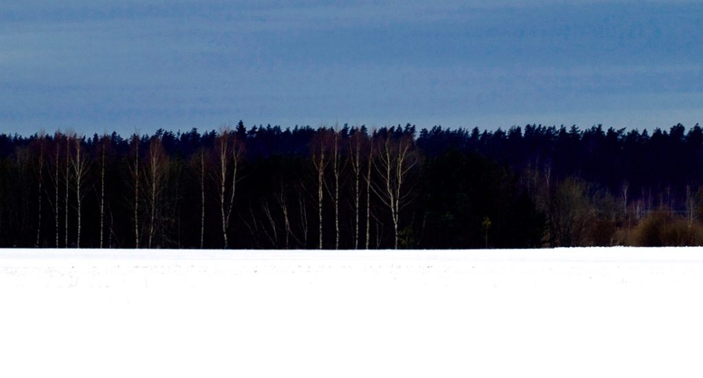 Bosque invernal negro